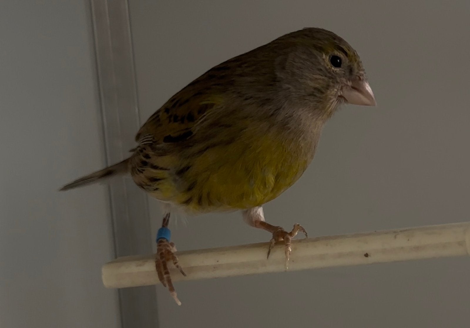 Kanarie pop, Dieren en Toebehoren, Vogels | Kanaries, Vrouwelijk, Kleurkanarie