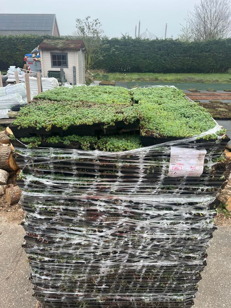 Sedum matten en trays voor groendaken, Tuin en Terras, Ophalen of Verzenden, Nieuw, Gras