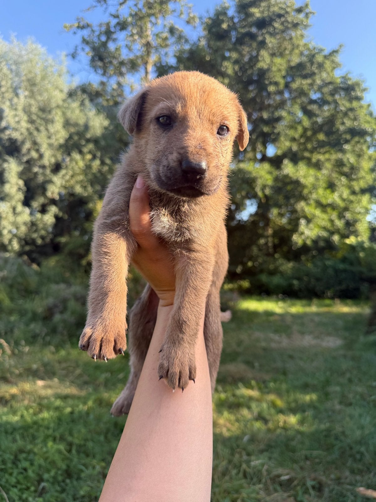 Lieve bruine reu zoekt zijn gouden mandje 🐾🤎, Reu, 8 tot 15 weken, Eén hond, CDV (hondenziekte)