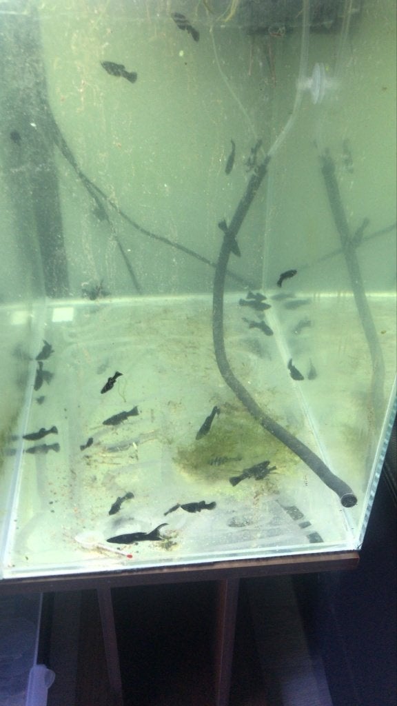 molly's, Dieren en Toebehoren, Vis, Zoetwatervis