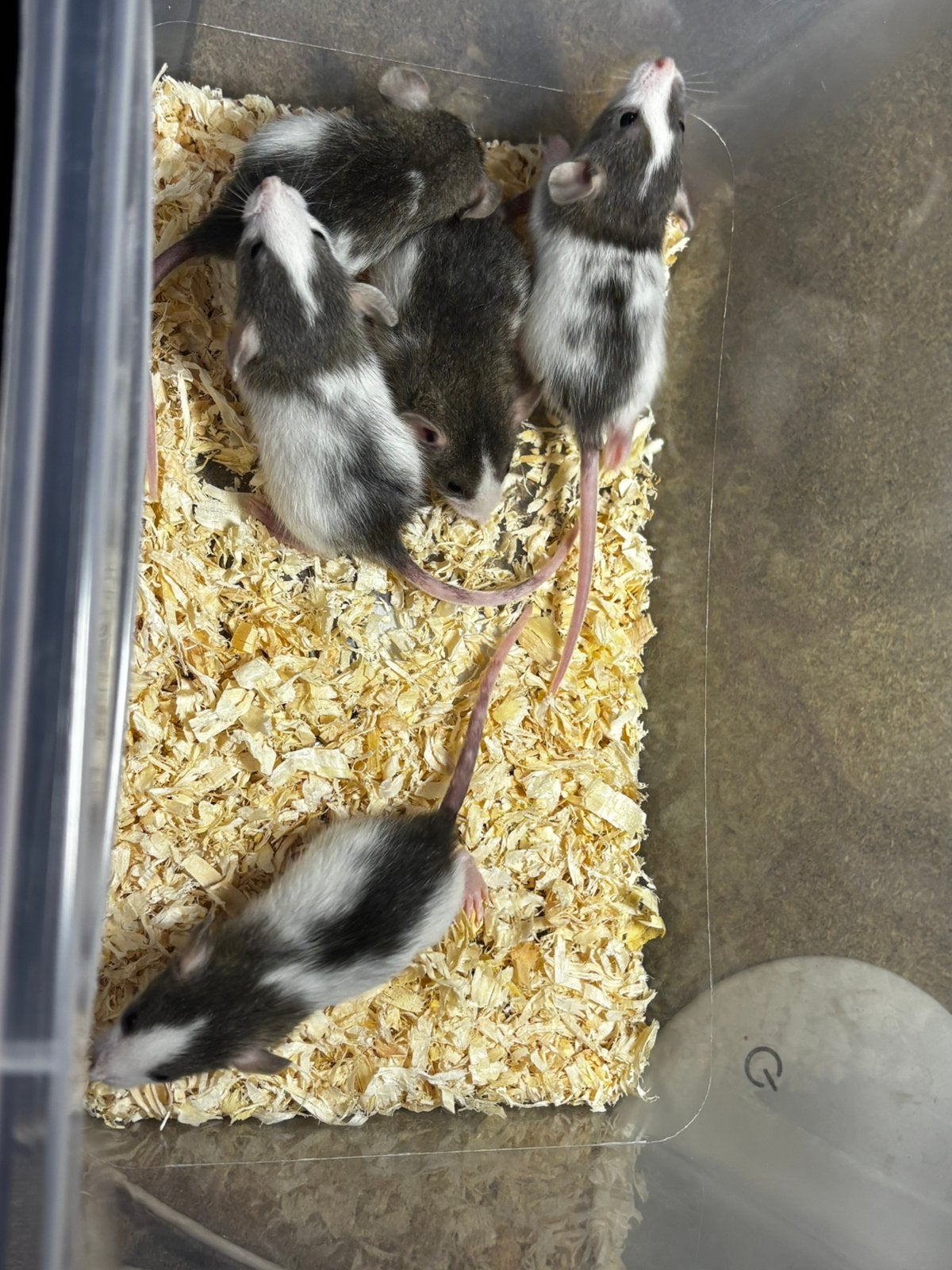 Jonge dwergratjes, Dieren en Toebehoren, Rat, Meerdere dieren, Tam, September