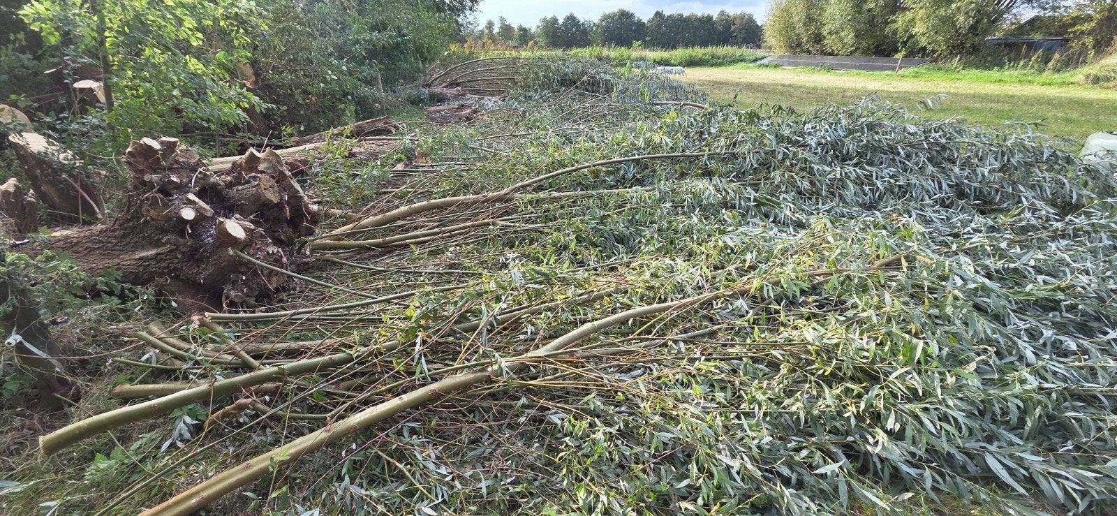 Wilgentenen wilgentakken  gratis, Tuin en Terras, Ophalen, Volle zon, Overige soorten