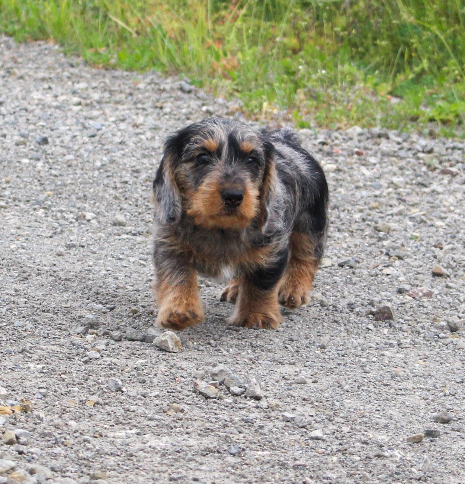 Lieve Teckelpups zoeken hun gouden mandje, Parvo, Standaard, 8 tot 15 weken, Meerdere