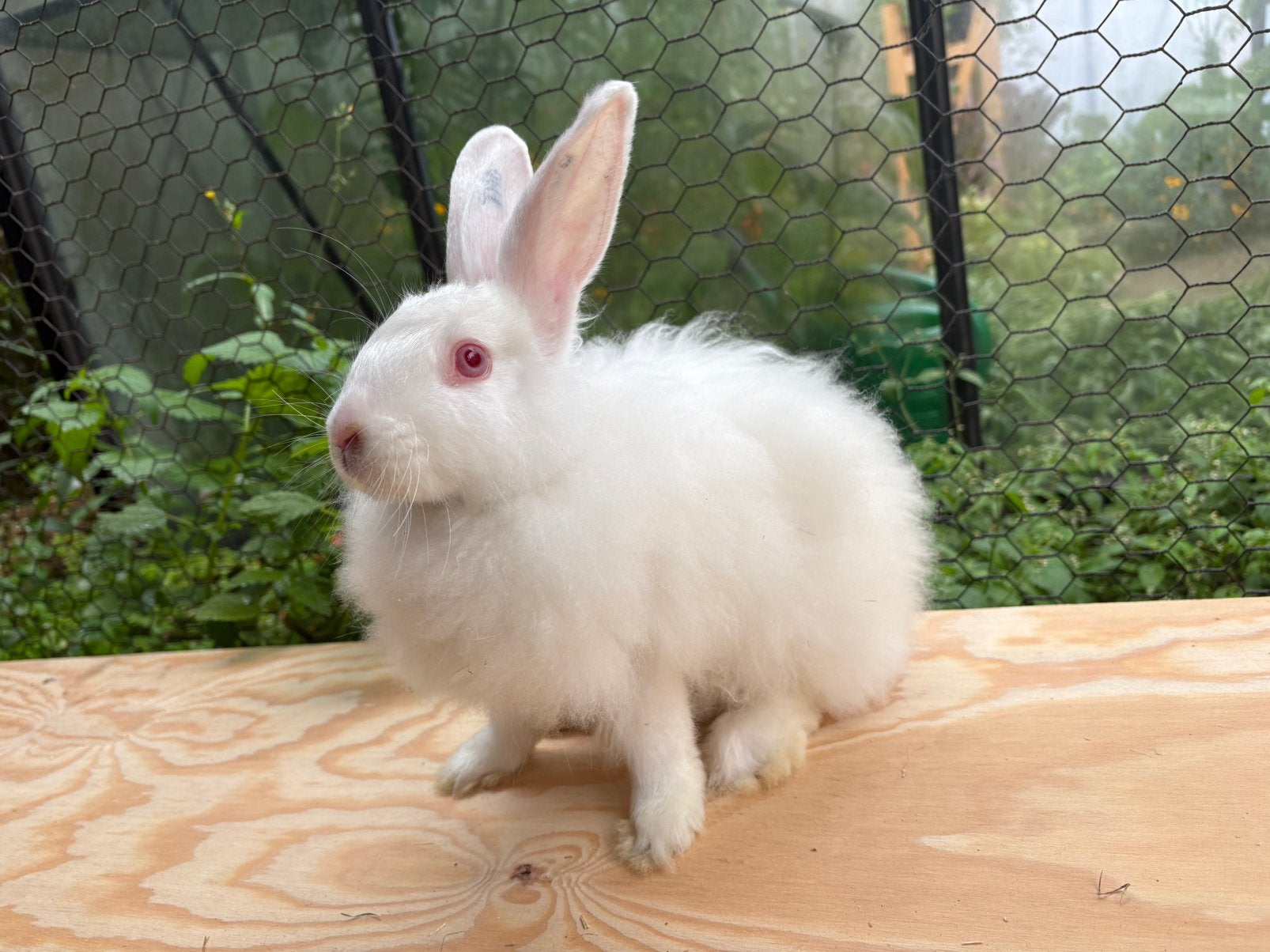 Satijnangora konijn voedster geboren 18 april, Vrouwelijk, Middelgroot