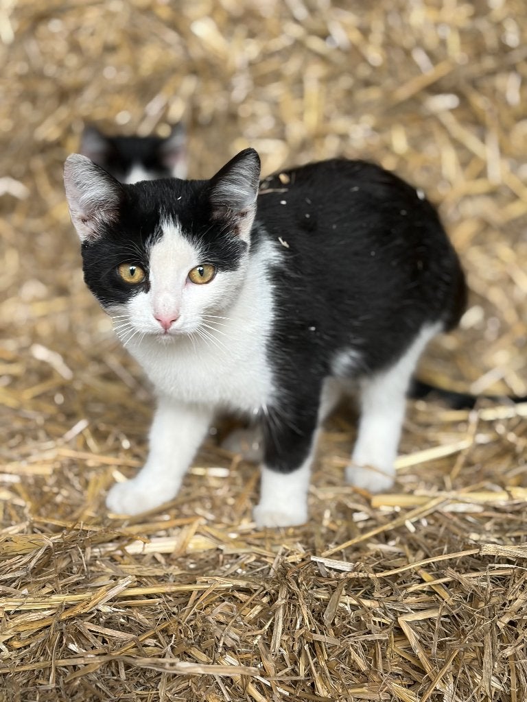 Kittens, Dieren en Toebehoren, Meerdere dieren, Ontwormd, 0 tot 2 jaar