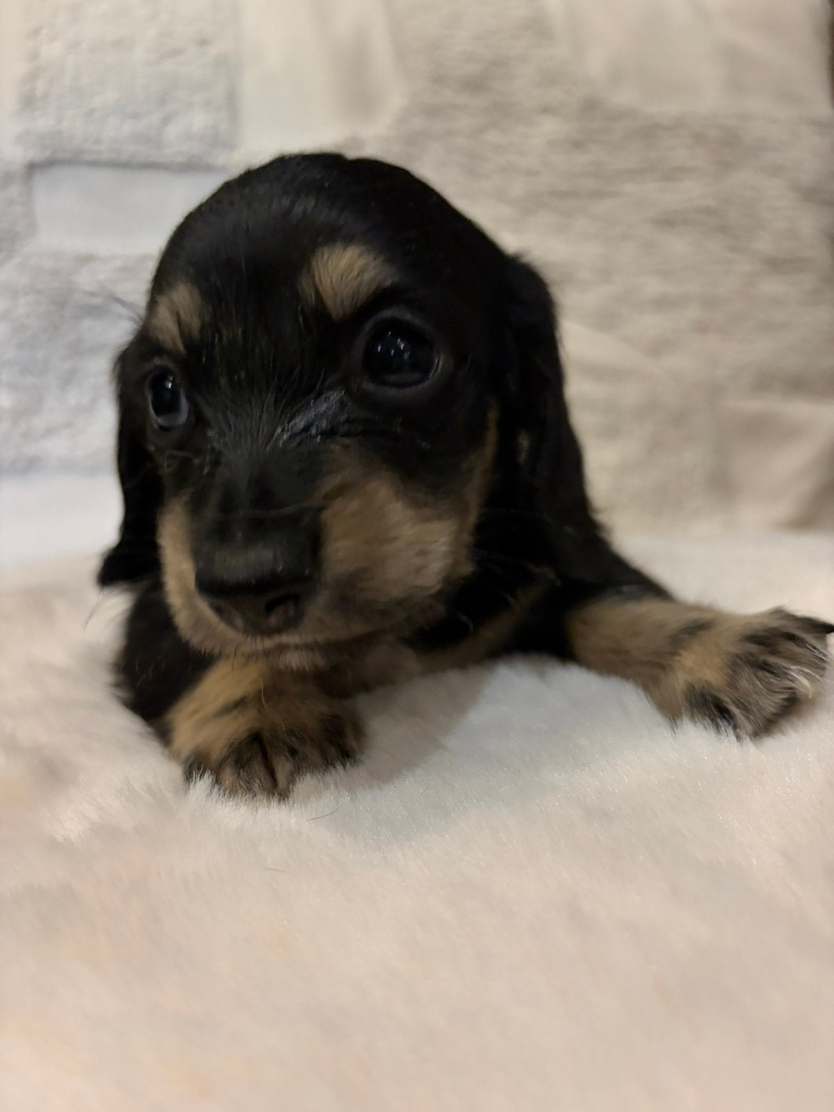 Teckel, Kaninchen, Parvo, 8 tot 15 weken, Teef