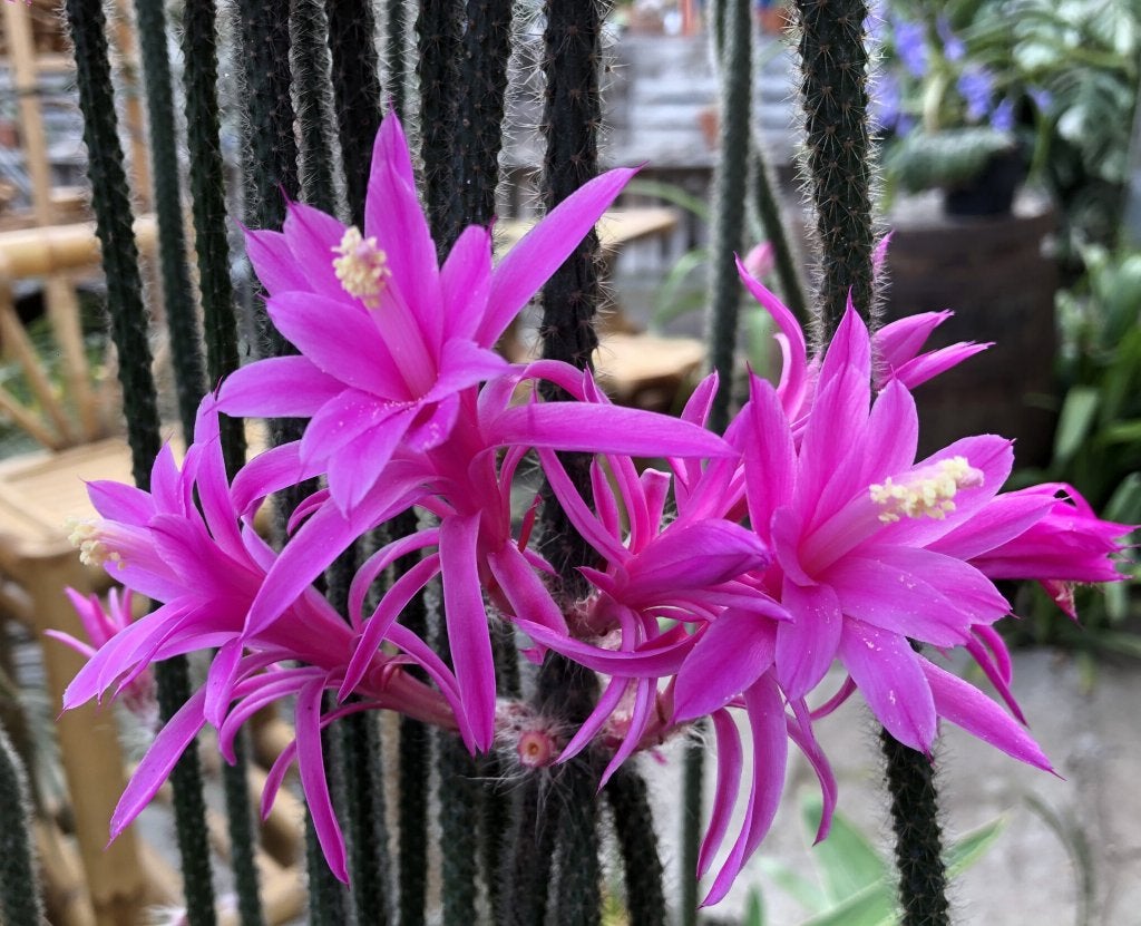 Aporocactus flagelliformis - rattenstaart cactus, Ophalen of Verzenden, Cactus, Volle zon, Minder dan 100 cm