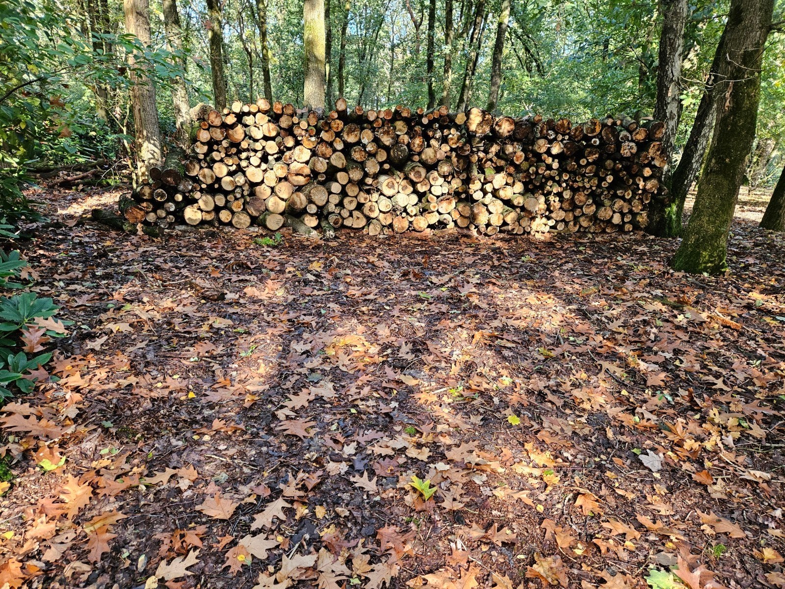 Gekloofd brandhout - Eikenhout en Berkenhout, 6 m³ of meer, Ophalen of Verzenden, Eikenhout, Blokken