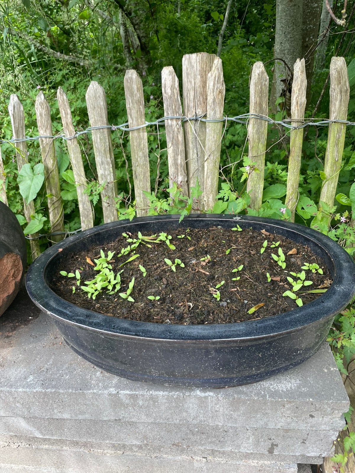 Grote blauwe Bonsai bak ovaal, Tuin en Terras, Bloembakken en Plantenbakken, Ophalen, Steen, Minder dan 30 cm, Zo goed als nieuw