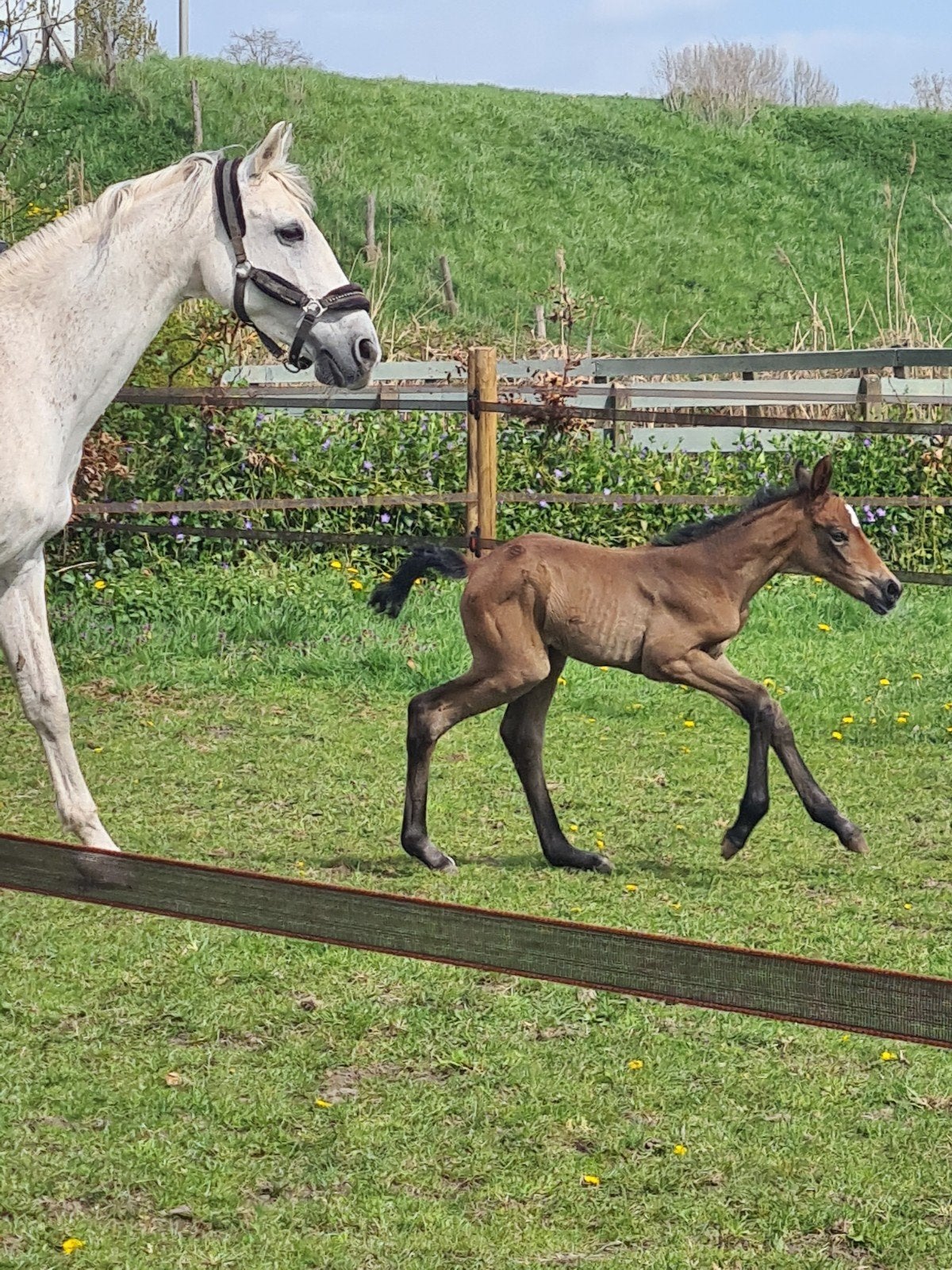 16 jarige merrie, Merrie, Springpaard, Met stamboom, Niet van toepassing