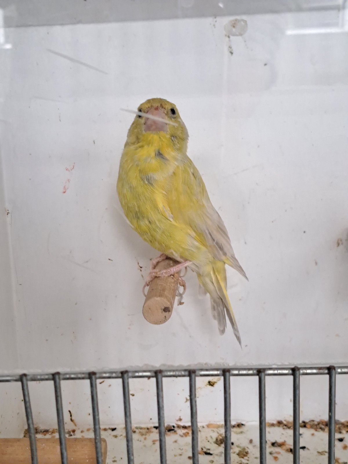 Groenling man uit buitenvoliere., Dieren en Toebehoren, Mannelijk, Wildzangvogel, Geringd