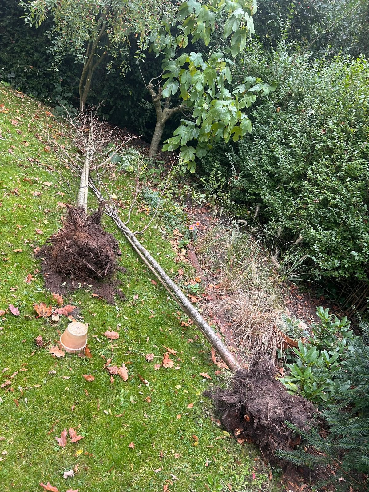 Prunus serrulata kazan stamontrek 20cm, hoogte 5 meter+, Ophalen, Halfschaduw, Overige soorten, Lente