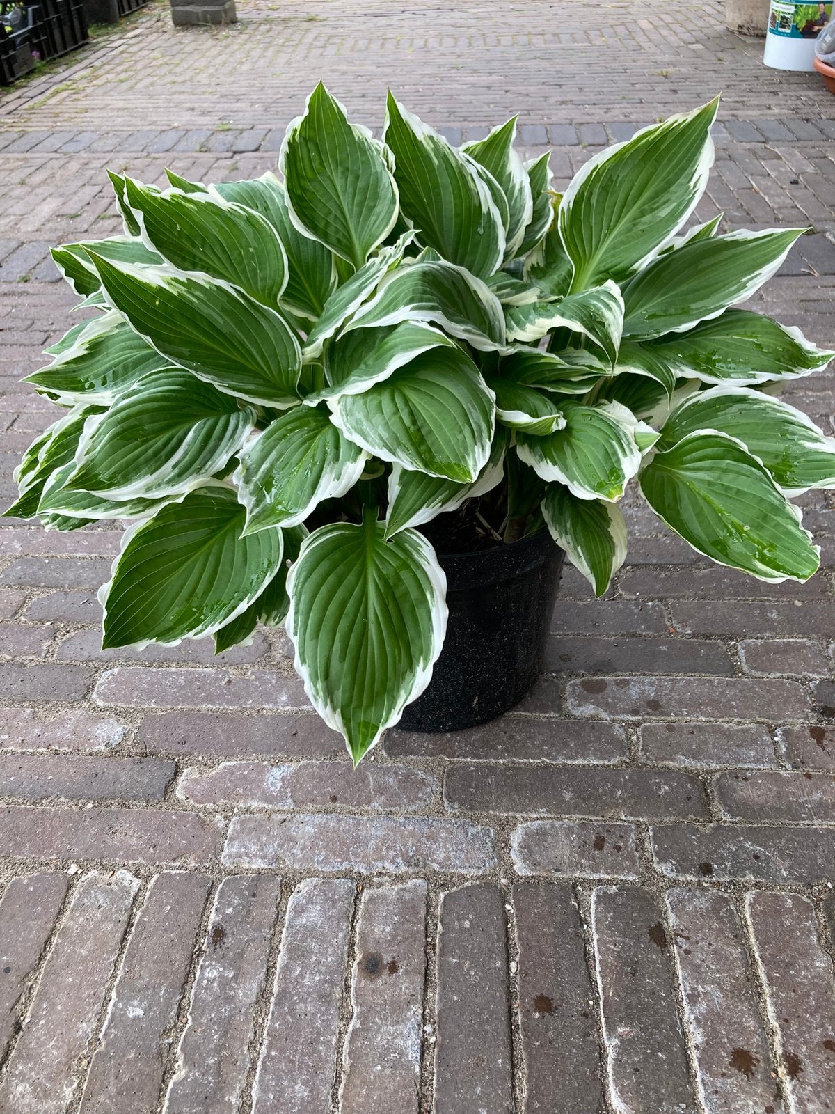 Hosta, Ophalen, Overige soorten, Halfschaduw