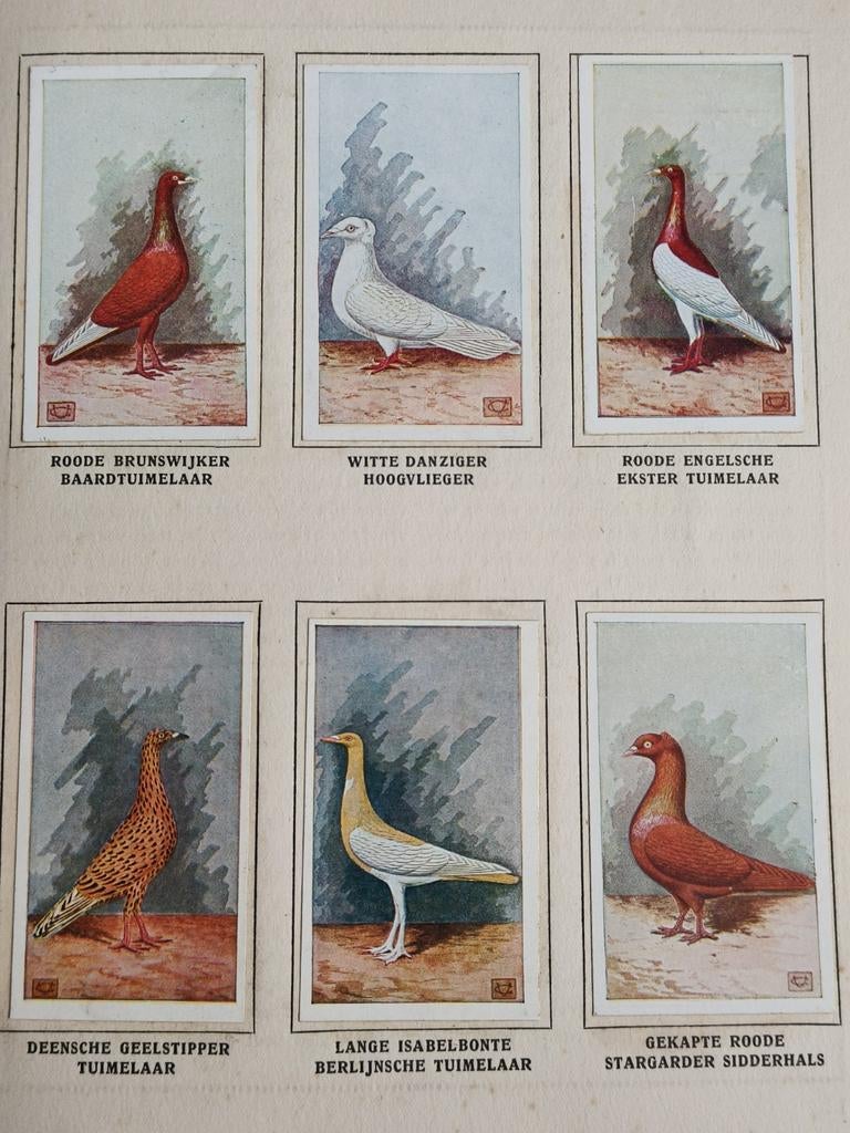 DUIVEN PLAATJES, ALBUMS PLEINES, DEN DOLDER., Ophalen of Verzenden