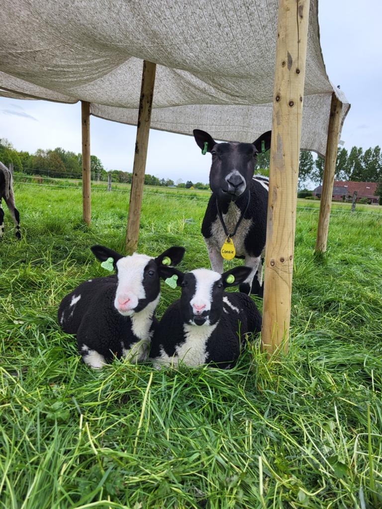 Schapen Stalling gezocht, Meerdere dieren, Schaap