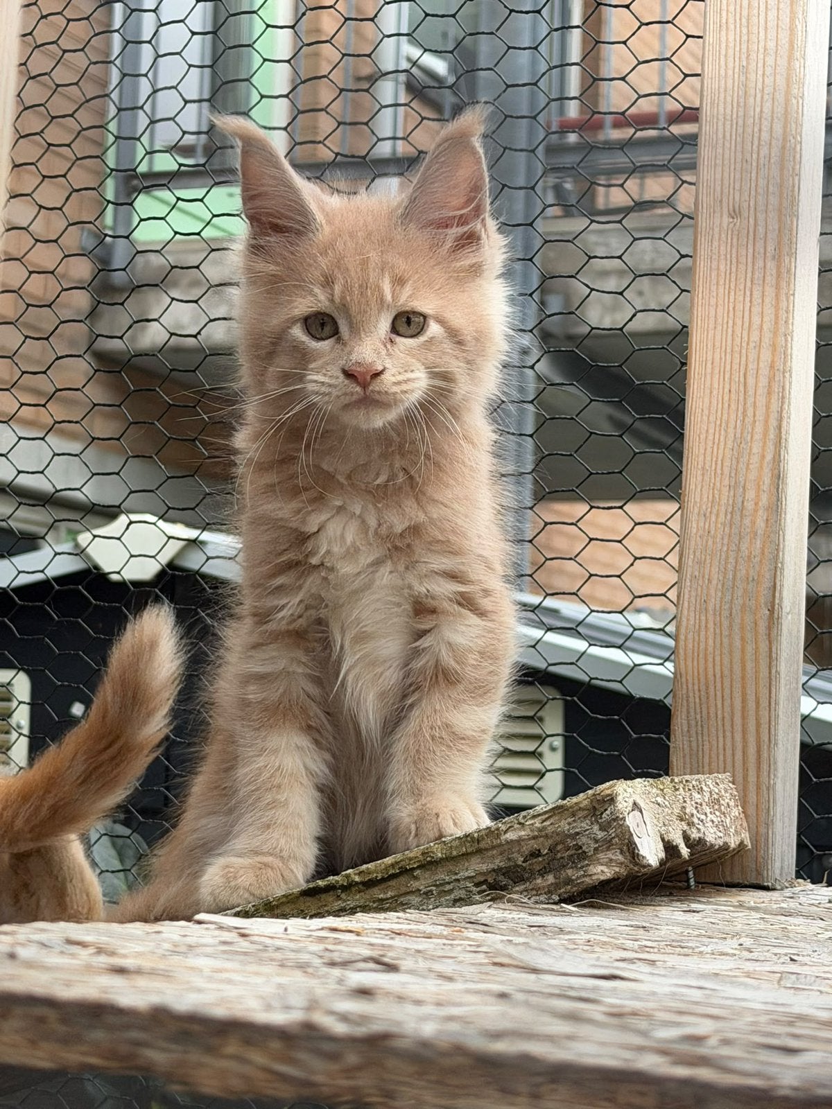 Main coon kittens, Meerdere dieren