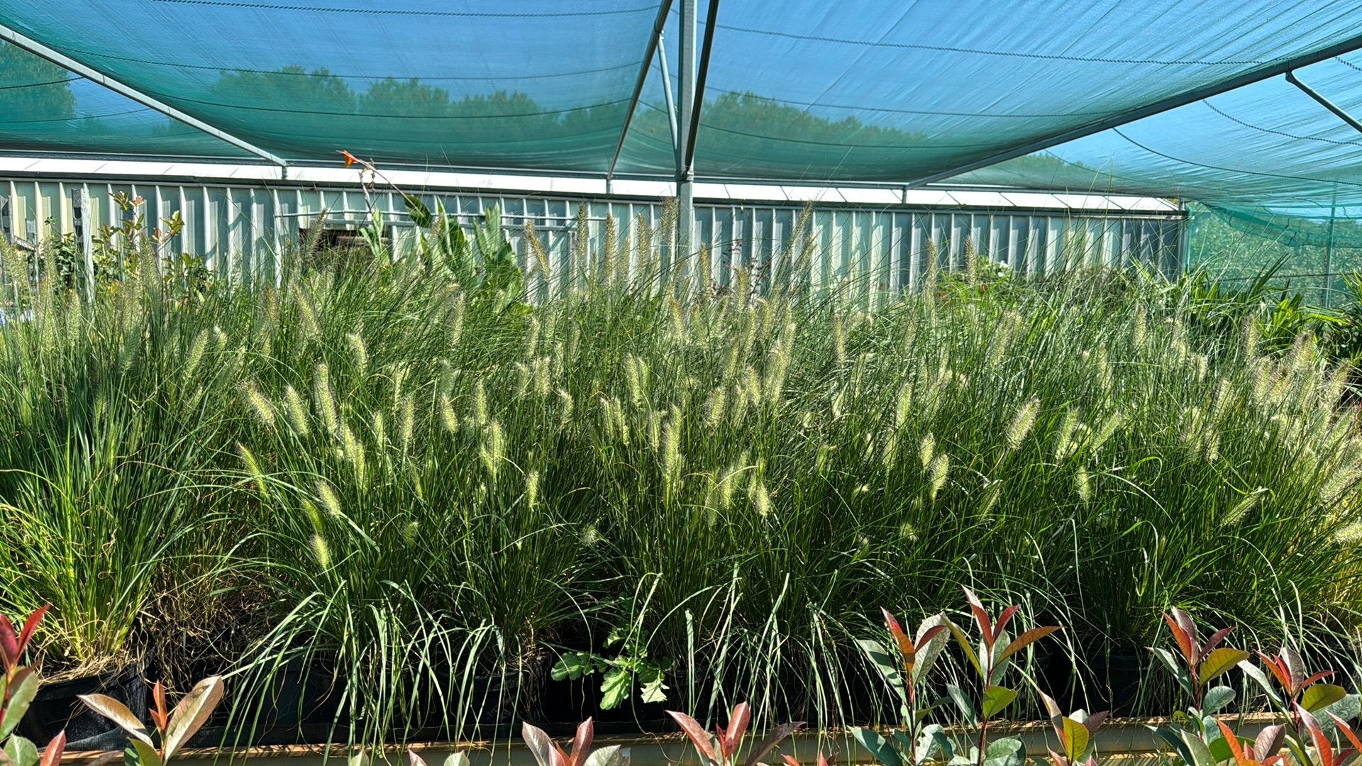 Pennisetum Hameln in 23 cm pot vol met pluimen, Ophalen, Volle zon, Vaste plant, Siergrassen