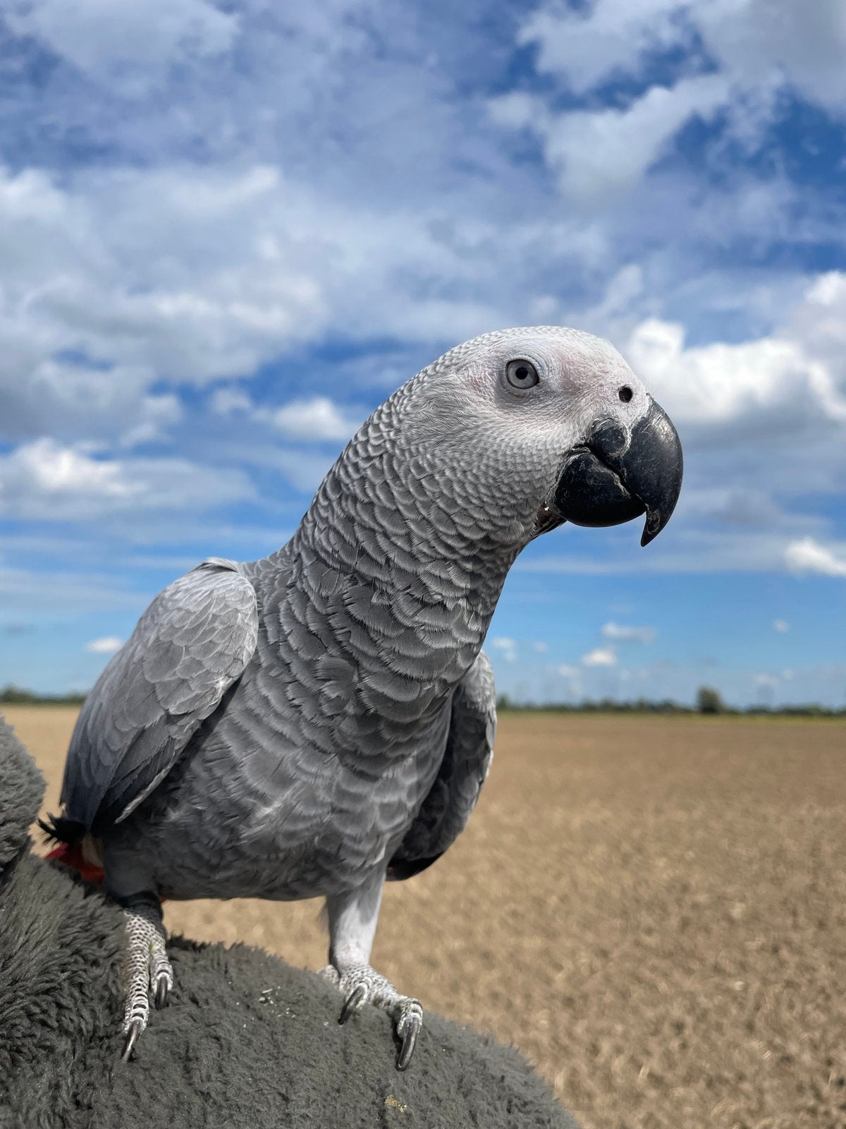 Grijze roodstaart, Dieren en Toebehoren, Vrouwelijk, Papegaai, Pratend