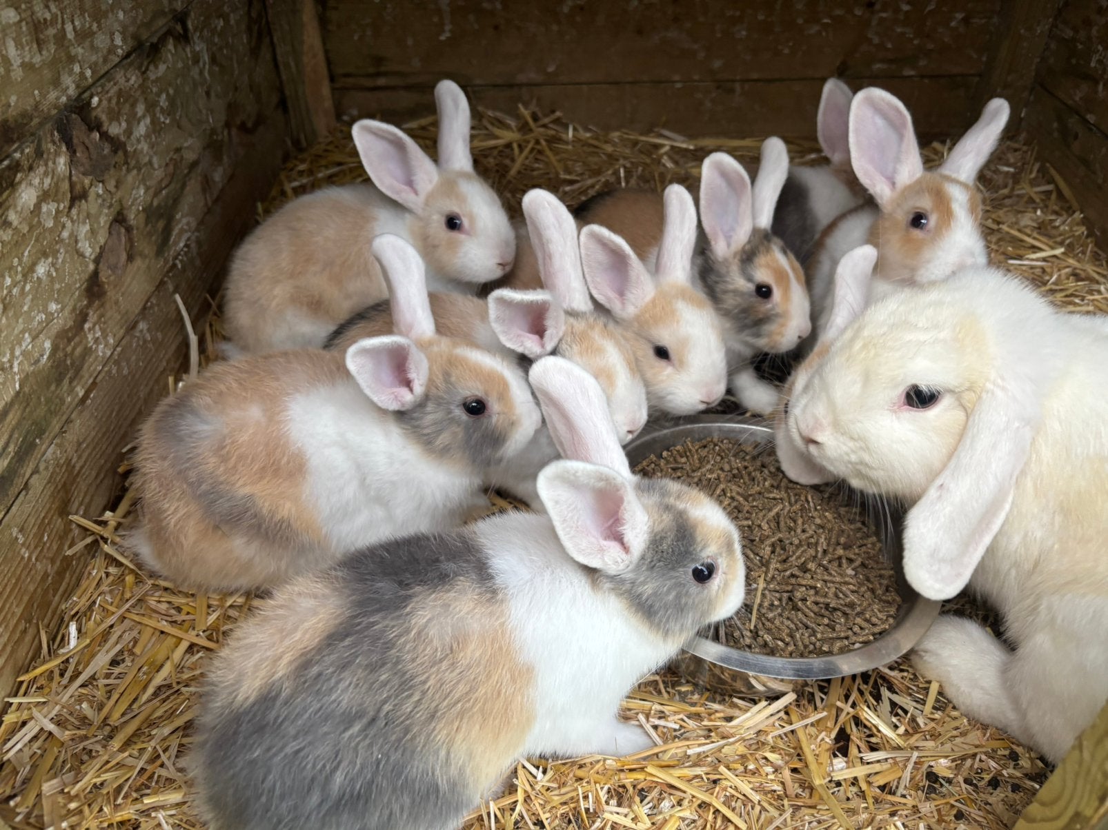 Mooie jonge konijnen, Dieren en Toebehoren, Meerdere dieren