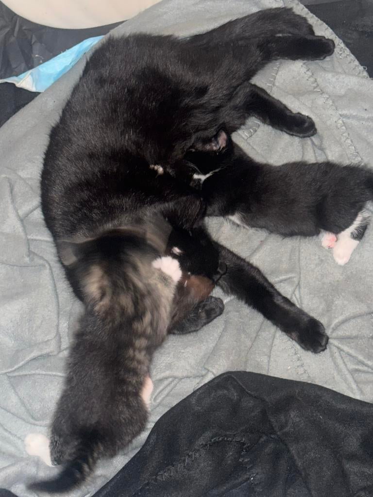 Bengaal mix kittens meisjes., Poes, Kortharig, 0 tot 2 jaar
