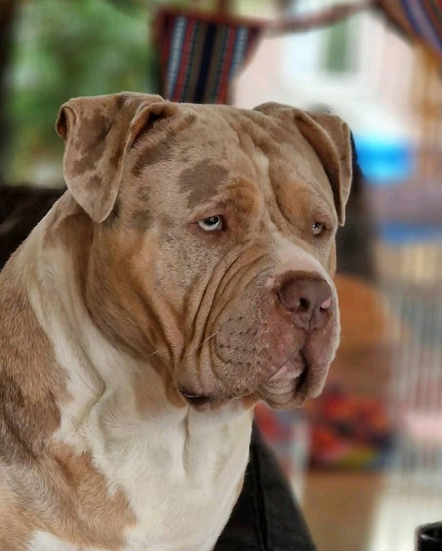 American bully XL  tri Dekreu *Getest *ABKC, Dieren en Toebehoren, Honden | Bulldogs, Pinschers en Molossers, Parvo, Eén hond