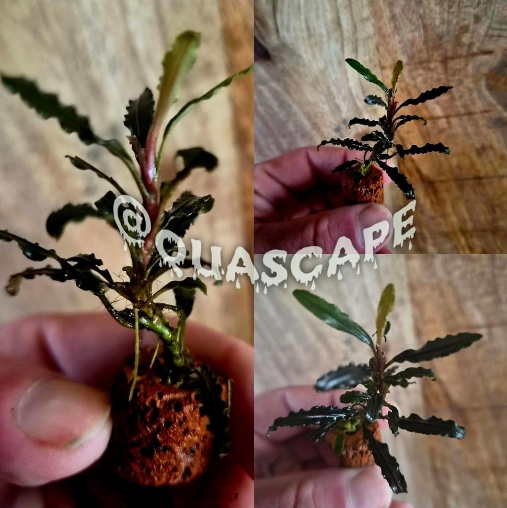Bucephalandra's op aardewerk - aquariumplant ZELDZAAM!, Dieren en Toebehoren, Ophalen, Nieuw, Plant(en), Steen of Hout