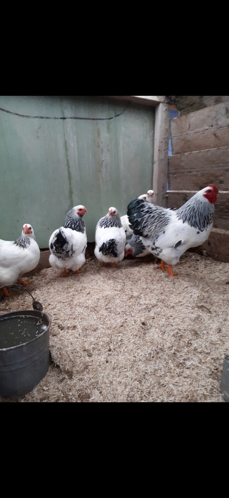 Wyandotte kriel zalm en columbia, Dieren en Toebehoren, Meerdere dieren, Kip