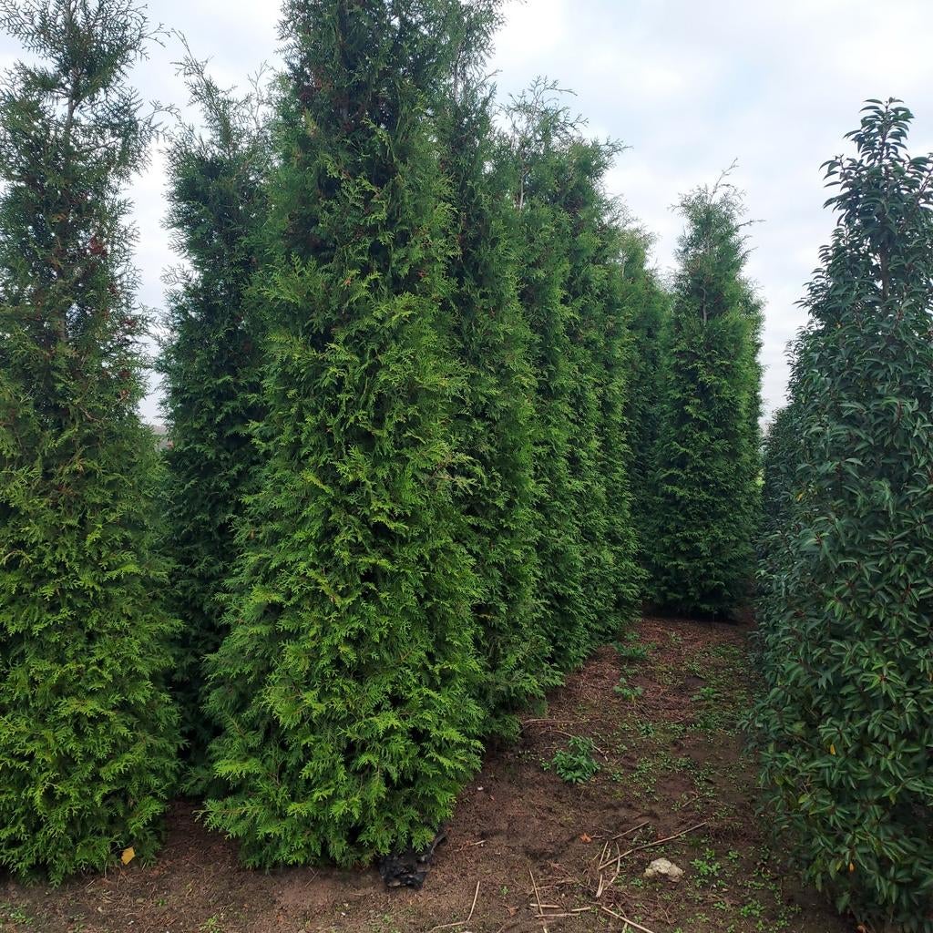 Aanbieding grote coniferen, Ophalen of Verzenden, Conifeer, 100 tot 250 cm