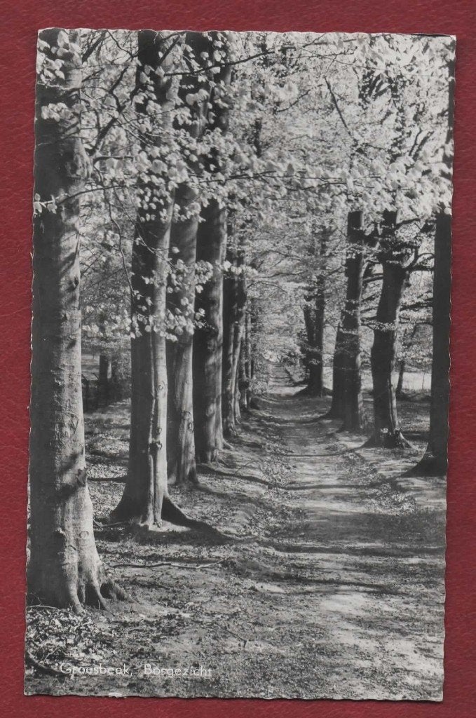 Groesbeek (Gld) - Bosgezicht - 1964 - gebr, Verzamelen, Ansichtkaarten | Nederland, Ophalen of Verzenden, 1960 tot 1980, Gelopen