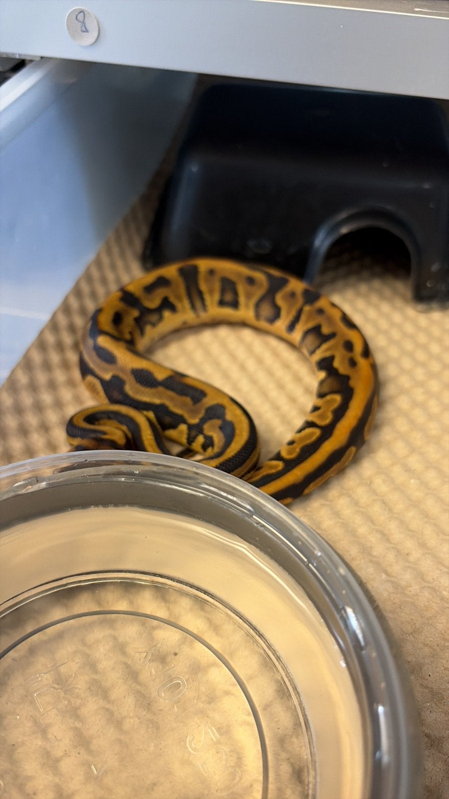 Python regius puzzle Ball Python photo 5