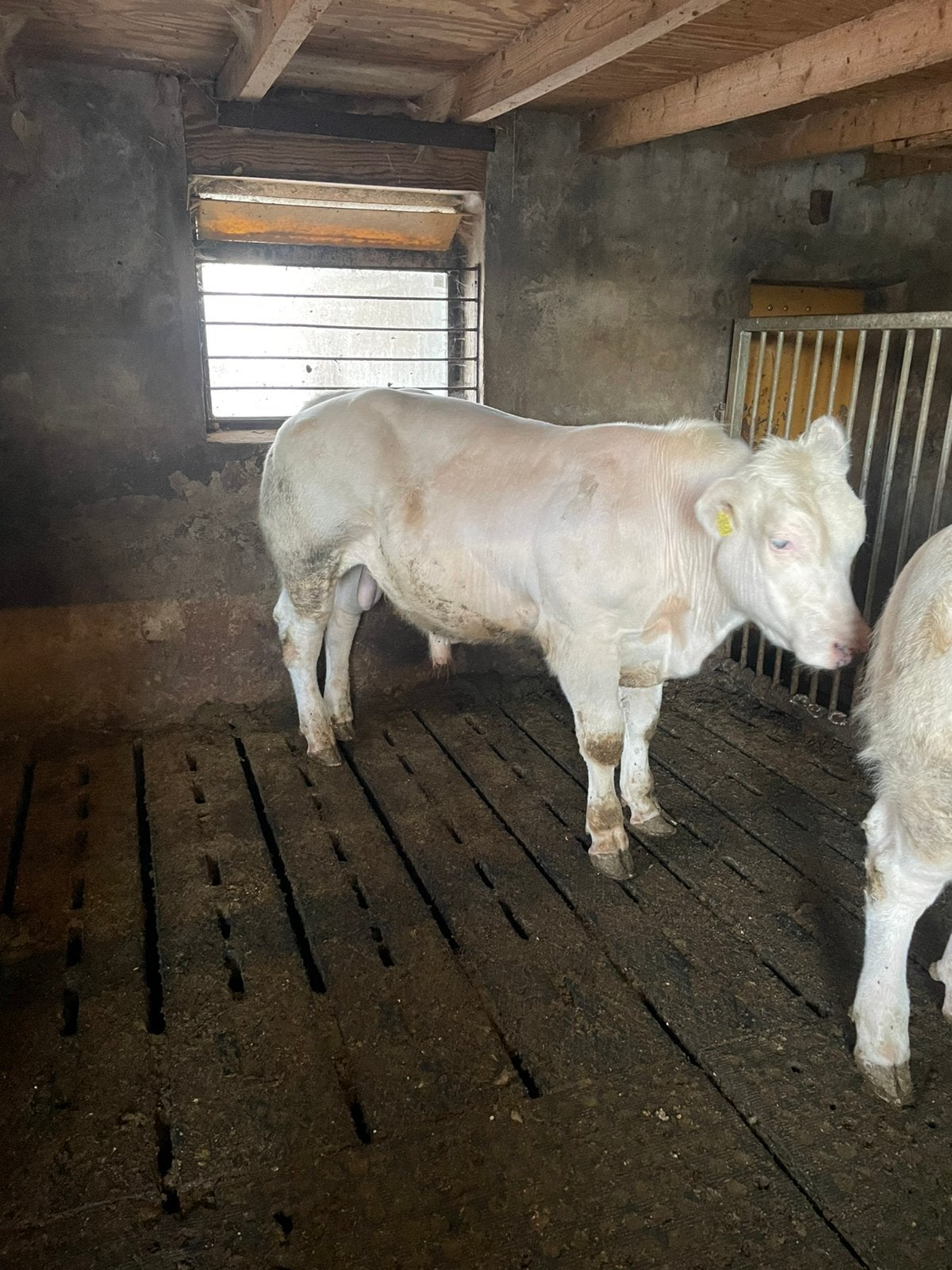 Dikbil stier BWB, Mannelijk