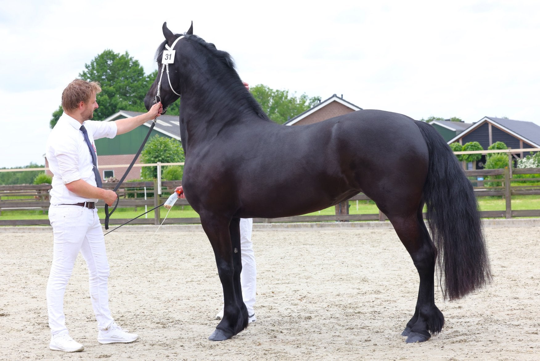 Friese merrie, Dieren en Toebehoren, Paarden, Merrie, 160 tot 165 cm, Recreatiepaard