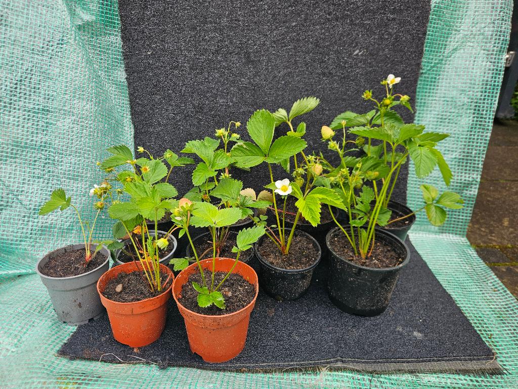 Aardbeien plantjes, Ophalen, Volle zon, Vaste plant, Zomer