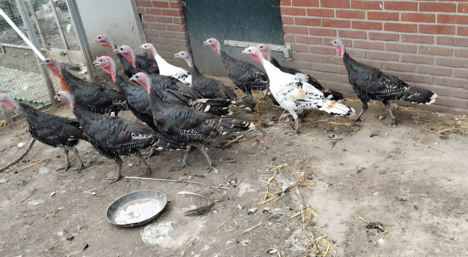 te koop bronskalkoenen., Dieren en Toebehoren, Pluimvee, Meerdere dieren, Kalkoen