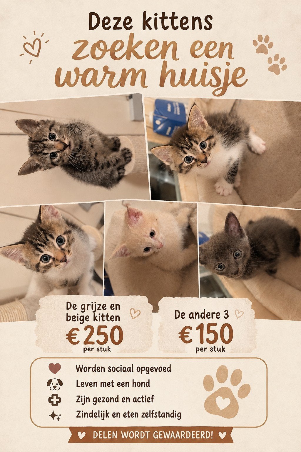 Lieve mooie kittens, Meerdere dieren