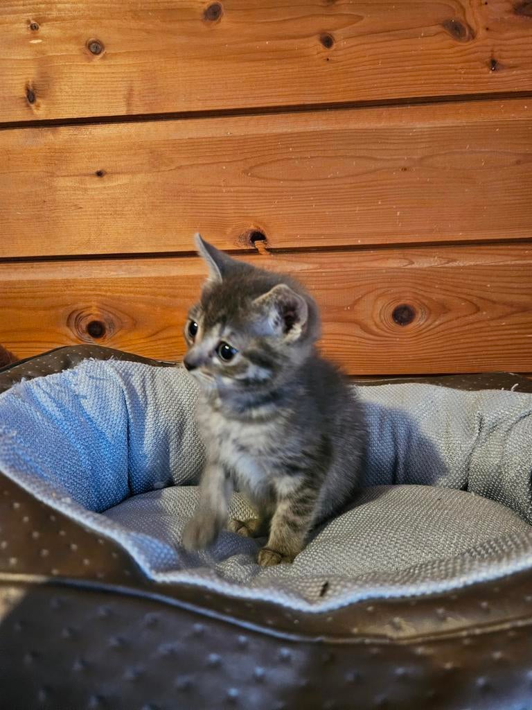 Ragdollkittens, nu 8 weken, mogen al weg, Dieren en Toebehoren, Meerdere dieren, Kortharig, 0 tot 2 jaar