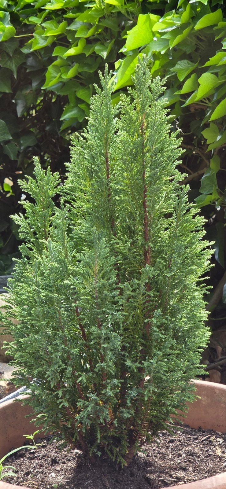 Dwergcipres, dwergcypres 40 cm hoog, Tuin en Terras, Planten | Struiken en Hagen, Ophalen, Overige soorten, Minder dan 100 cm