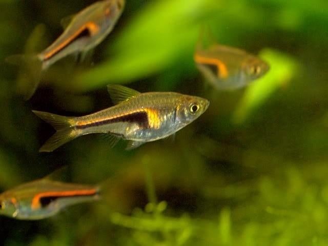 Hobbyaquarium Trigonostigma Hengeli  aktie, Dieren en Toebehoren, Vis, Zoetwatervis, Schoolvis