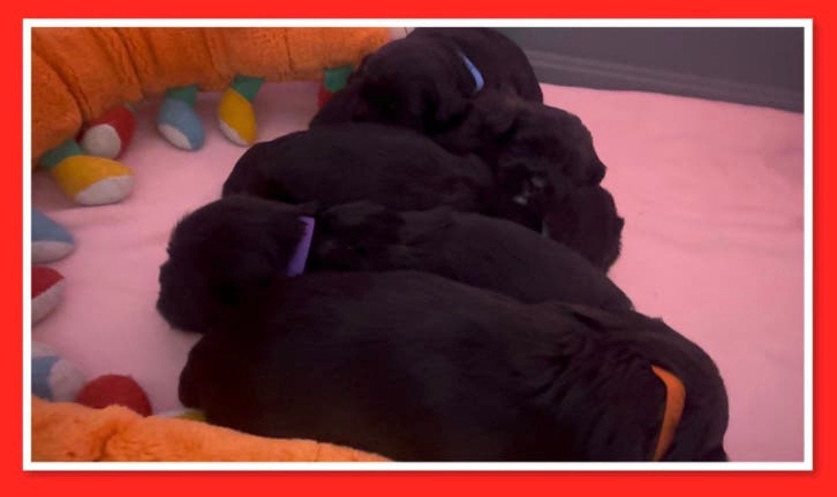 Mooie Boomer Pups, 8 tot 15 weken, Parvo, Meerdere, Meerdere dieren