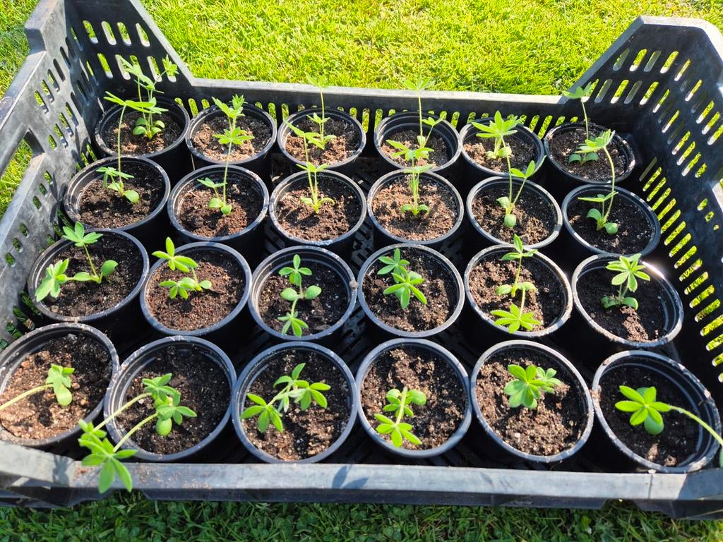 Witte Lupine stekken, Tuin en Terras, Planten | Tuinplanten, Volle zon, Vaste plant, Zomer, Ophalen