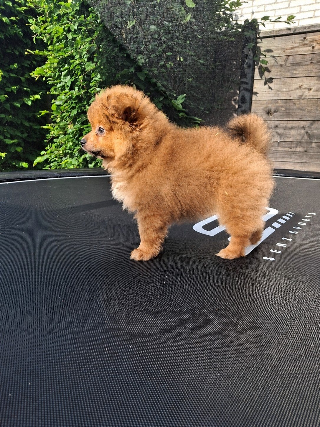 Prachtige  pomeriaan pups, Dieren en Toebehoren, Honden | Chihuahua's en Gezelschapshonden, Parvo, Overige rassen, 8 tot 15 weken