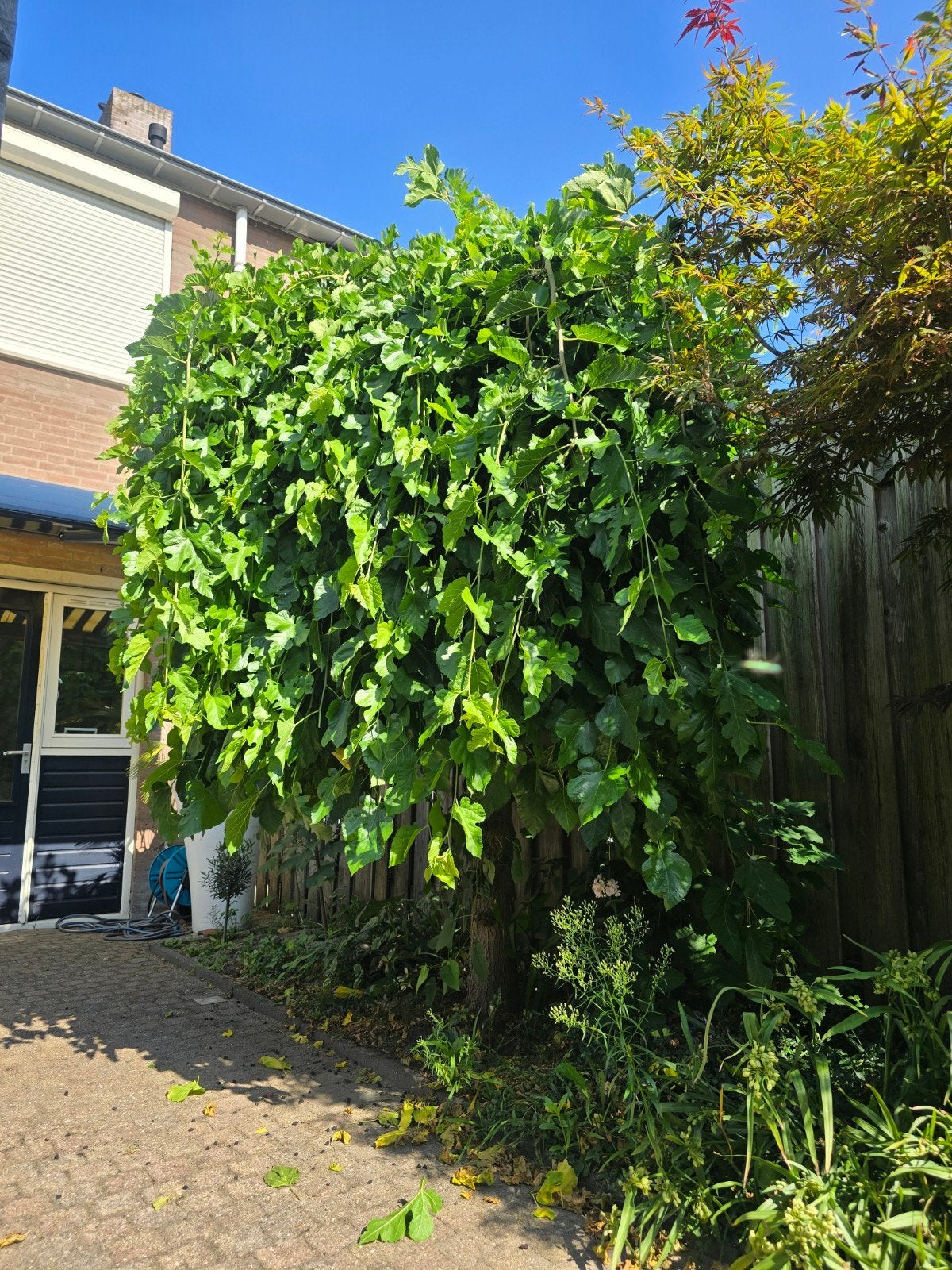 Grote Moerbeiboom - Prachtige Treurvorm, Tuin en Terras, Treurboom, Lente, 250 tot 400 cm, Ophalen
