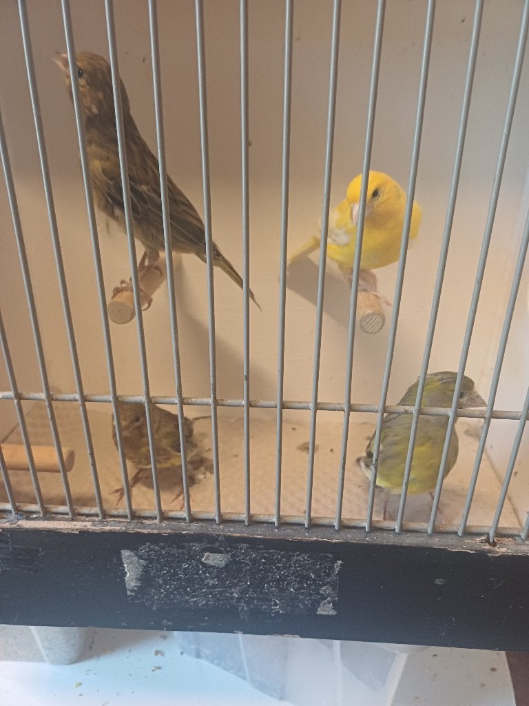 9 kanaries, Meerdere dieren, Kleurkanarie