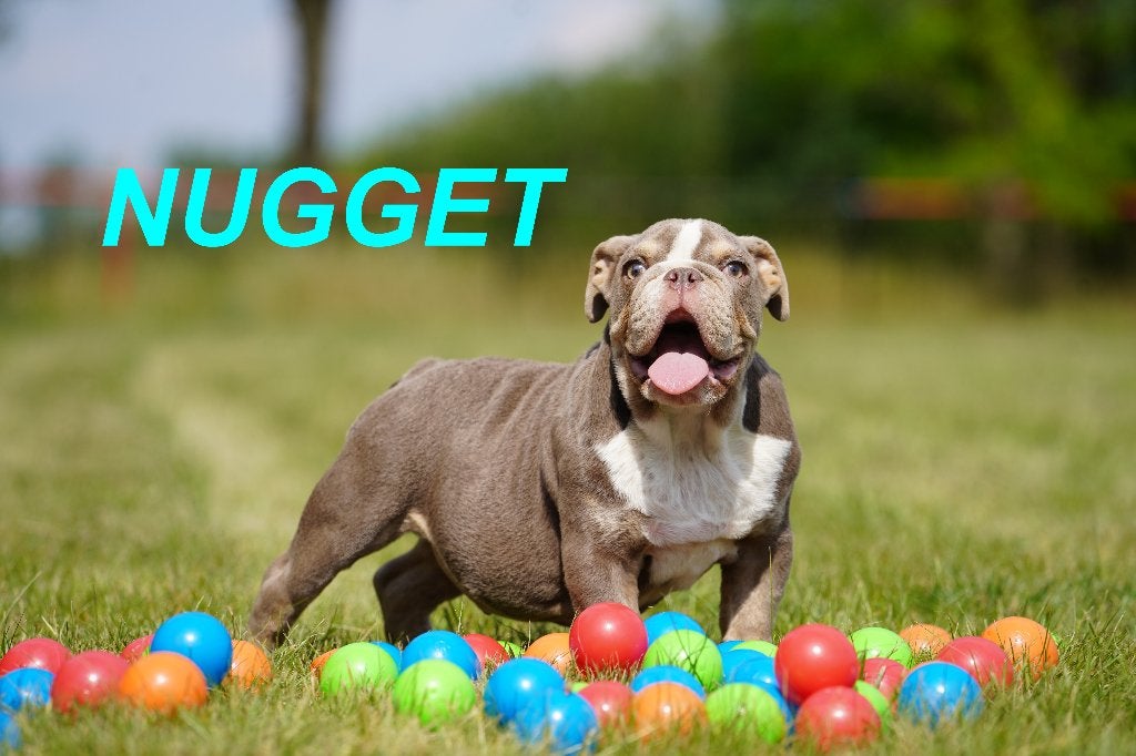 Prachtige en gezonde Engelse Bulldog puppy’s, Dieren en Toebehoren, Honden | Bulldogs, Pinschers en Molossers, Reu, 8 tot 15 weken
