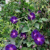 Zaden Ipomoea Kniola's Black, Tuin en Terras, Bloembollen en Zaden, Volle zon, Verzenden