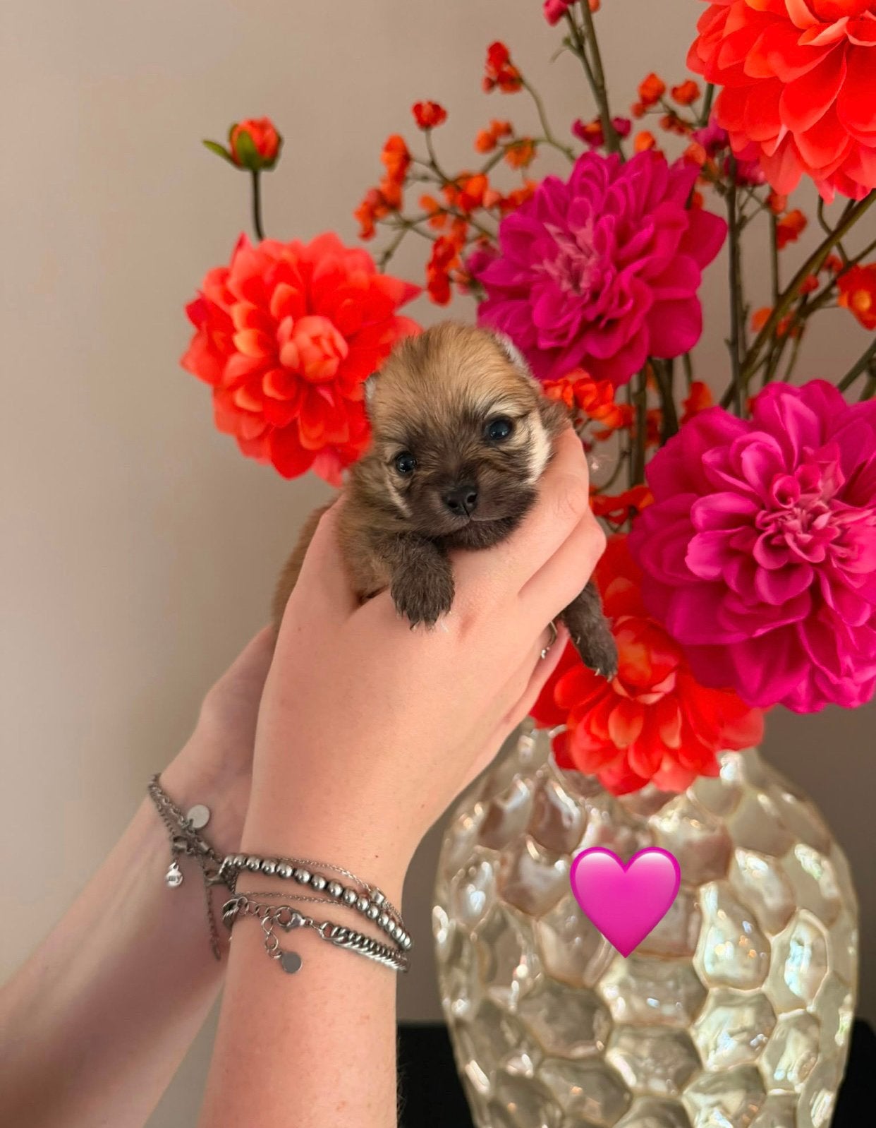 Prachtig nestje Pomeranians pups, Poedel, Meerdere, Meerdere dieren, Nederland