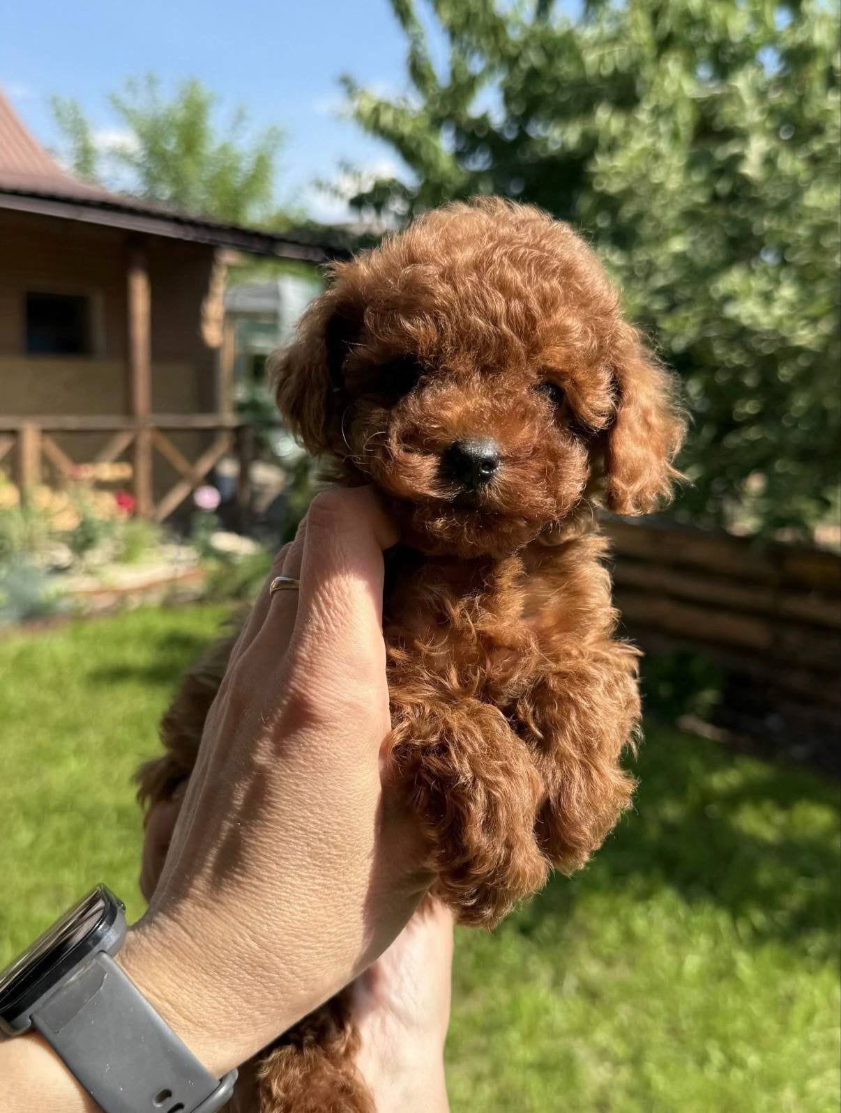 Mini toy poedel teefje, Dieren en Toebehoren, Honden | Chihuahua's en Gezelschapshonden, Poedel, 8 tot 15 weken, Teef, Parvo