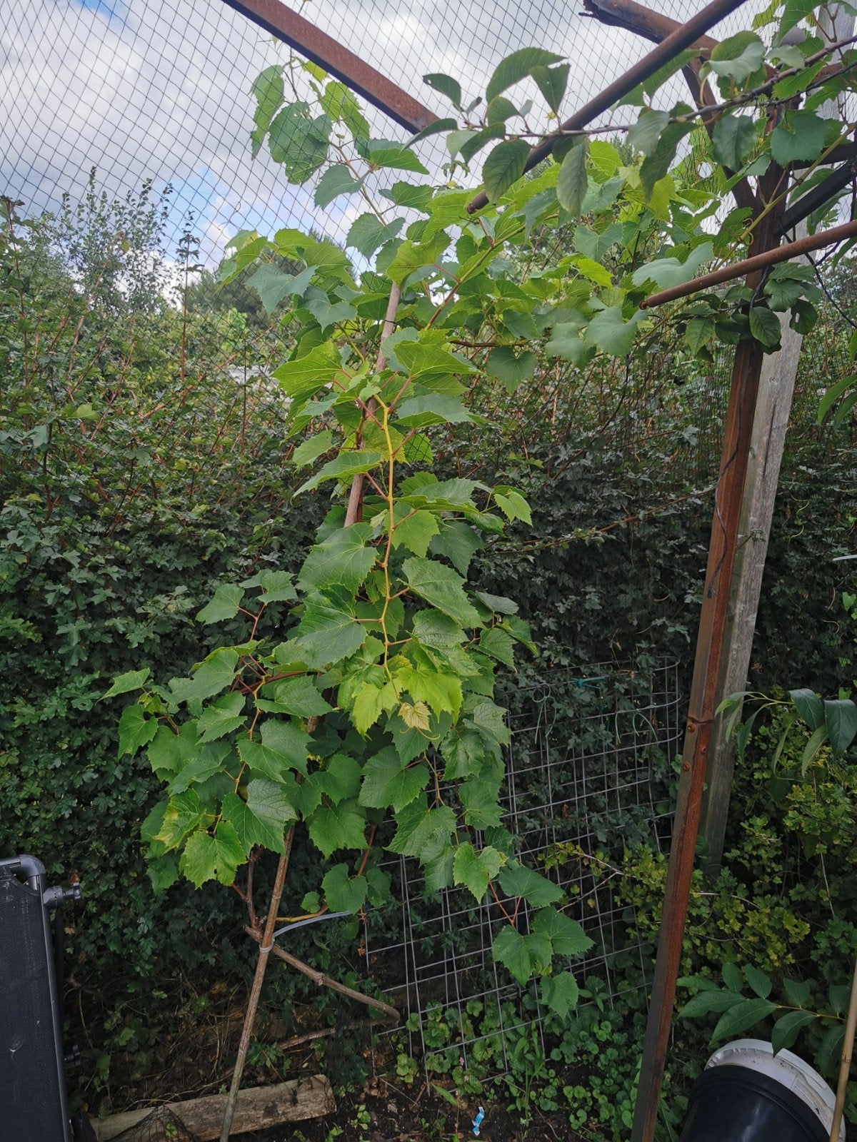 druiven druivenstruik, Volle zon, Lente, 100 tot 250 cm, Overige soorten