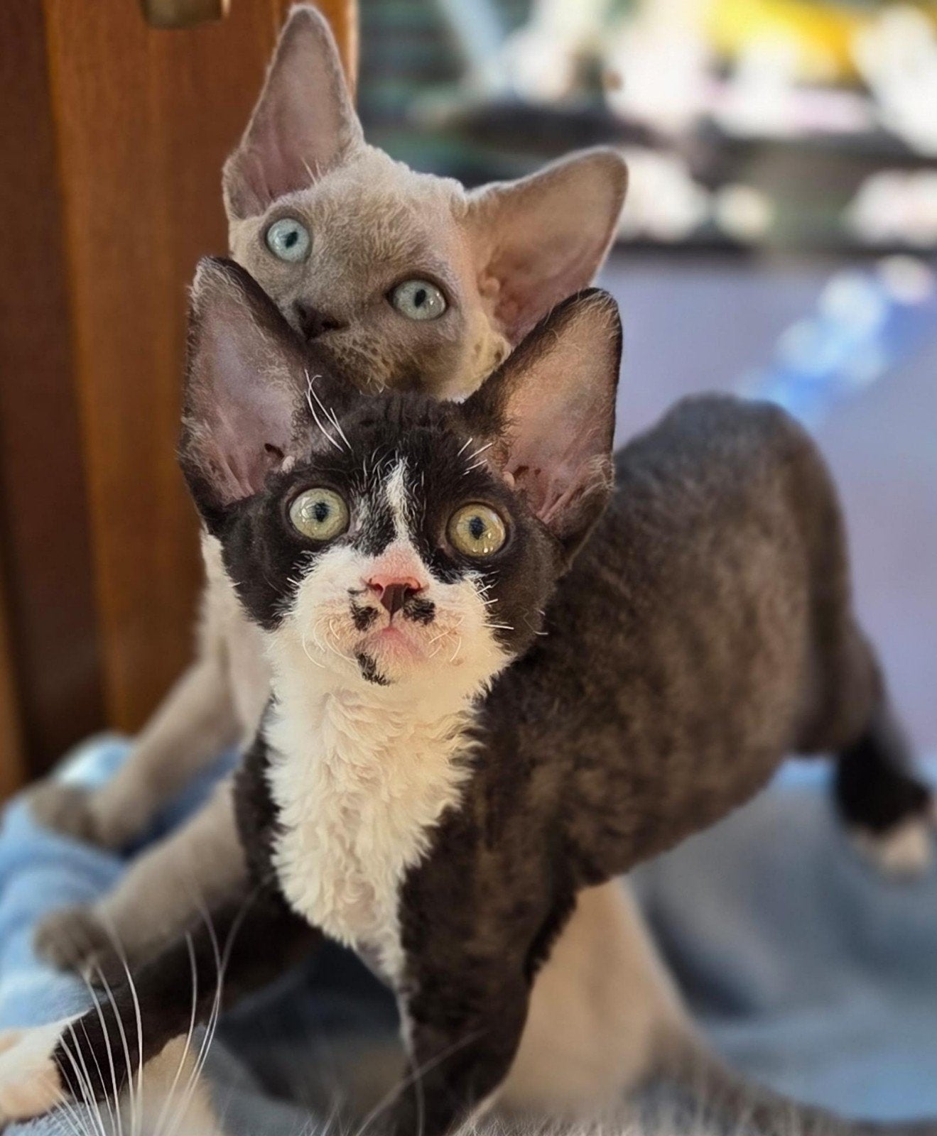 Devon Rex kittens Beschikbaar, Dieren en Toebehoren, Katten en Kittens | Raskatten | Korthaar, Meerdere dieren, Gechipt, 0 tot 2 jaar