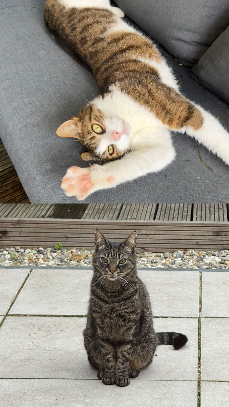 Liefdevol thuis gezocht voor twee katers (6 en 8 jaar), Kater